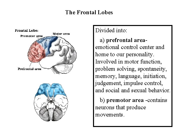 The Frontal Lobes Divided into: a) prefrontal area- emotional control center and home to