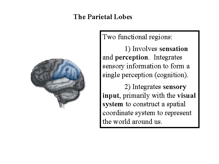 The Parietal Lobes Two functional regions: 1) Involves sensation and perception. Integrates sensory information