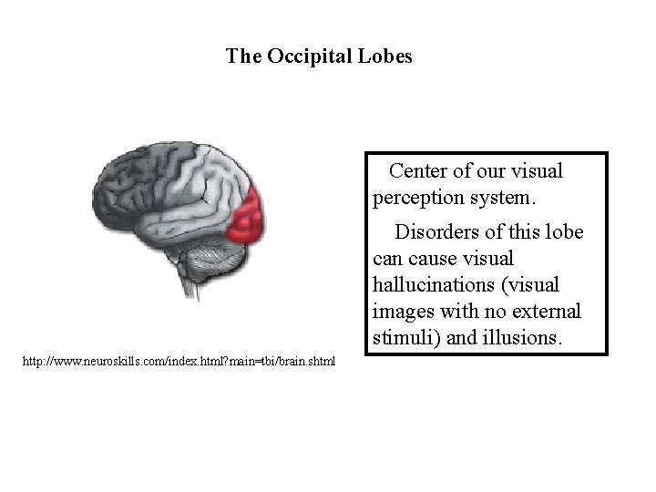 The Occipital Lobes Center of our visual perception system. Disorders of this lobe can