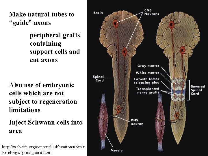 Make natural tubes to “guide” axons peripheral grafts containing support cells and cut axons