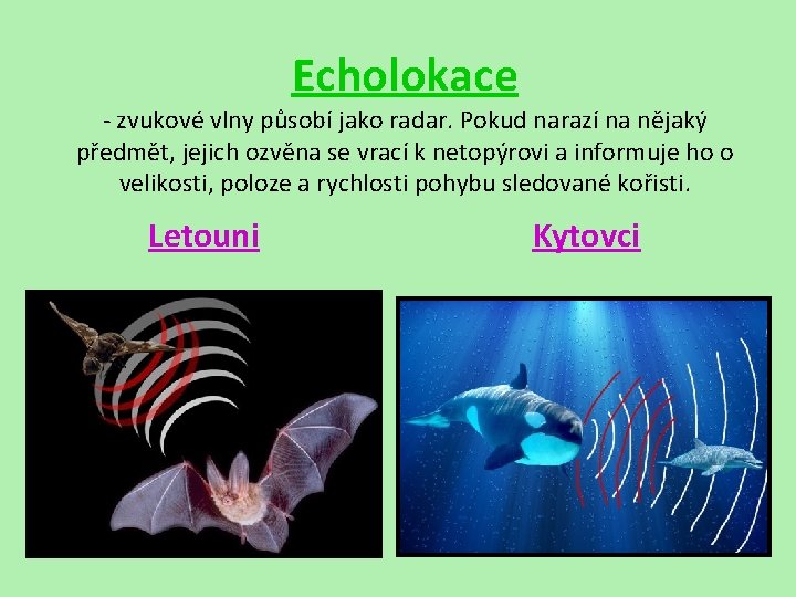 Echolokace - zvukové vlny působí jako radar. Pokud narazí na nějaký předmět, jejich ozvěna