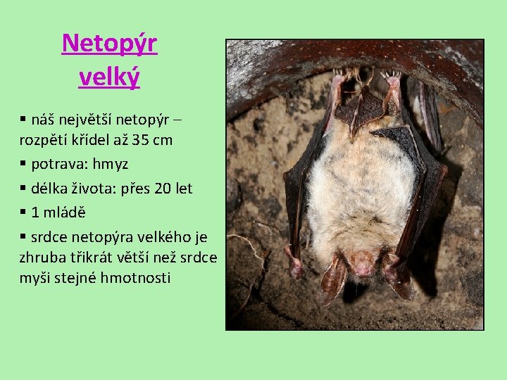 Netopýr velký § náš největší netopýr – rozpětí křídel až 35 cm § potrava: