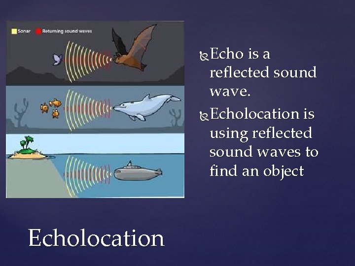 Echo is a reflected sound wave. Echolocation is using reflected sound waves to find