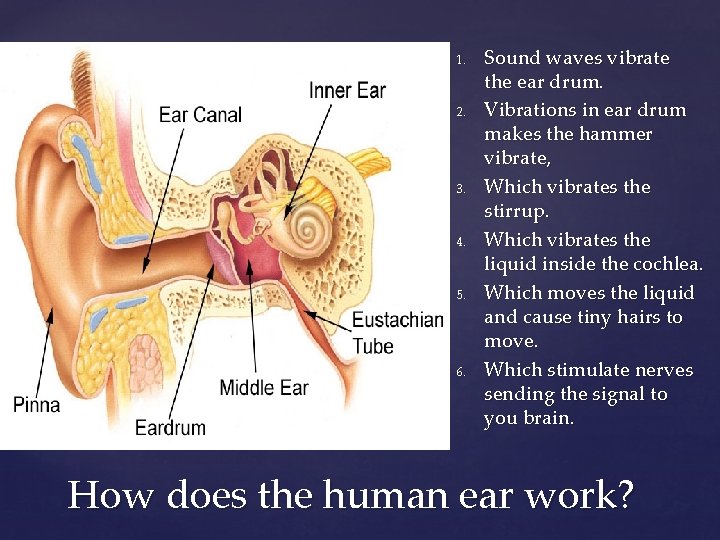 1. 2. { 3. 4. 5. 6. Sound waves vibrate the ear drum. Vibrations