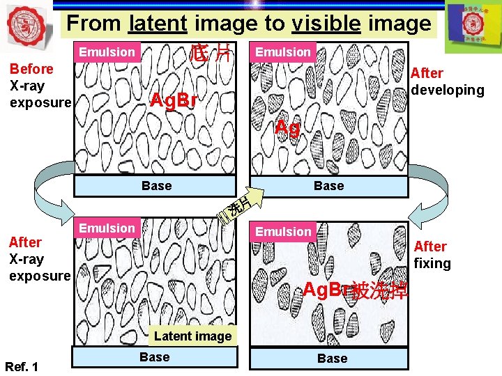 From latent image to visible image 底片 Emulsion Before X-ray exposure Emulsion After developing