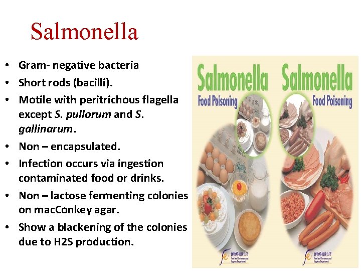 Isolation of Salmonella in foods Salmonella Gram negative