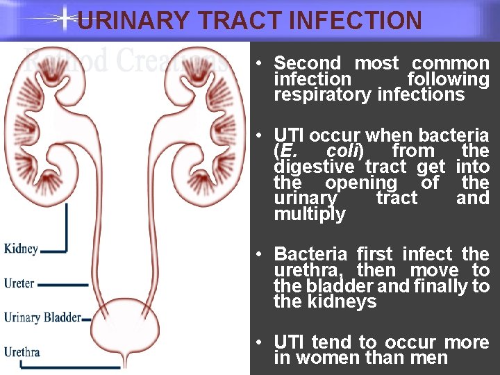 URINARY TRACT INFECTION • Second most common infection following respiratory infections • UTI occur