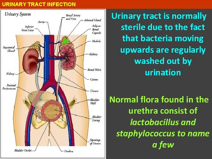 URINARY TRACT INFECTION Urinary tract is normally sterile due to the fact that bacteria