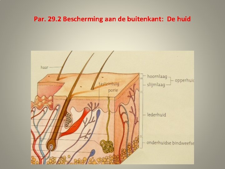 Par. 29. 2 Bescherming aan de buitenkant: De huid 