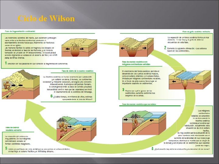 Ciclo de Wilson 