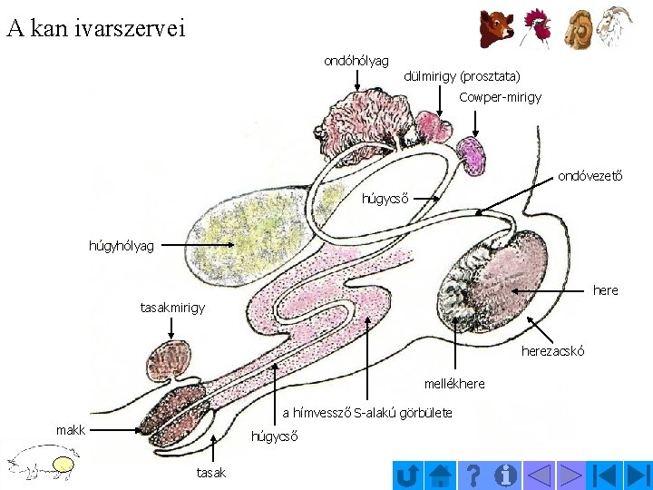 A kan ivarszervei ondóhólyag dülmirigy (prosztata) Cowper-mirigy ondóvezető húgycső húgyhólyag here tasakmirigy herezacskó mellékhere A kan ivarszervei ondóhólyag dülmirigy (prosztata) Cowper-mirigy ondóvezető húgycső húgyhólyag here tasakmirigy herezacskó mellékhere