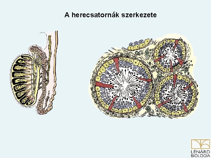 A herecsatornák szerkezete A herecsatornák szerkezete