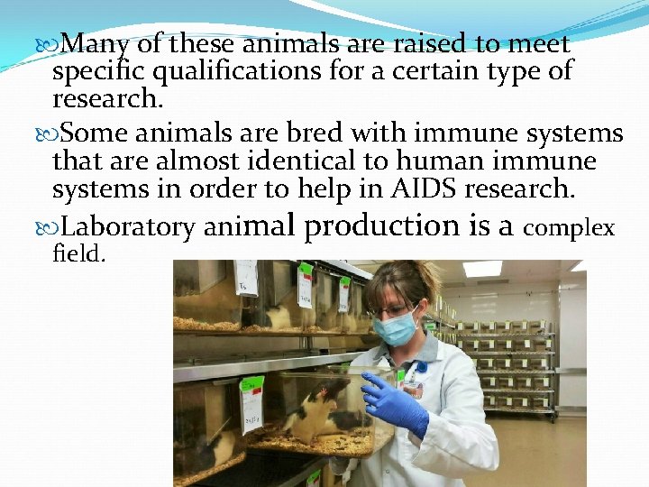  Many of these animals are raised to meet specific qualifications for a certain