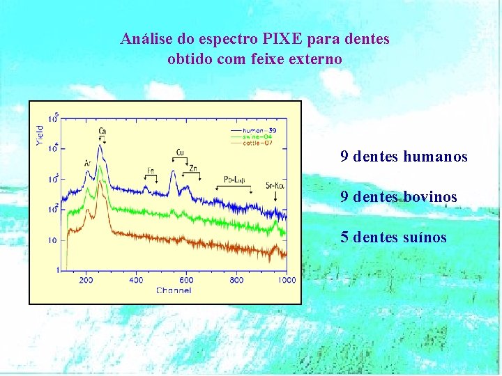 Análise do espectro PIXE para dentes obtido com feixe externo 9 dentes humanos 9