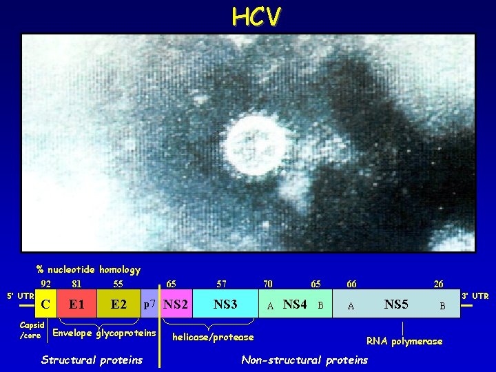 HCV % nucleotide homology 92 81 55 5’ UTR C E 1 E 2