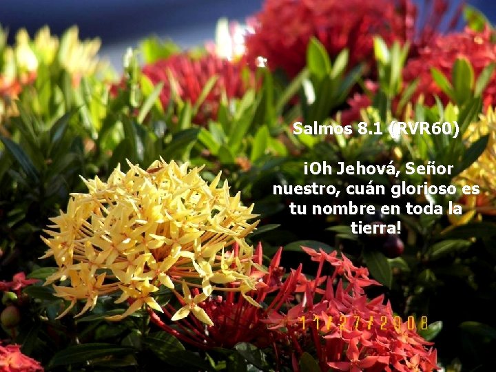 Texto clave Salmos 8. 1 (RVR 60) ¡Oh Jehová, Señor nuestro, cuán glorioso es