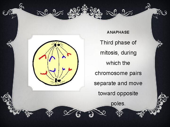 ANAPHASE Third phase of mitosis, during which the chromosome pairs separate and move toward