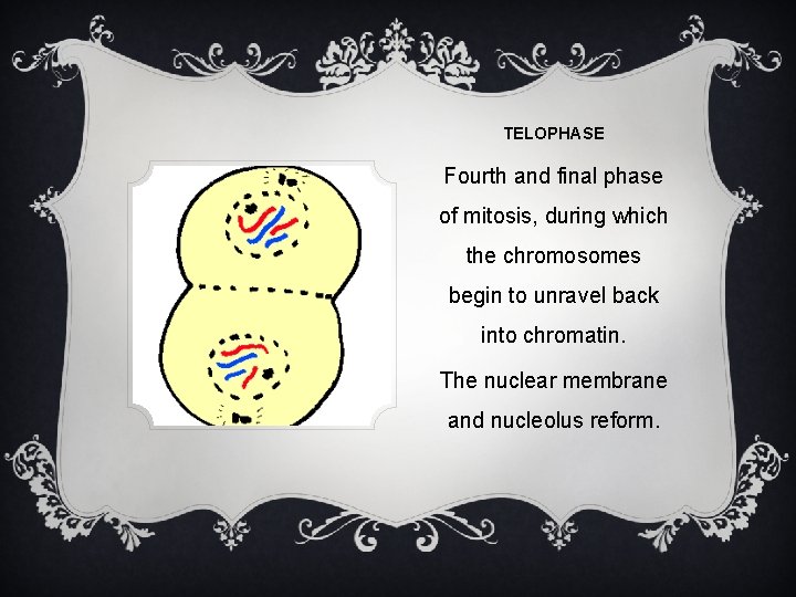 TELOPHASE Fourth and final phase of mitosis, during which the chromosomes begin to unravel