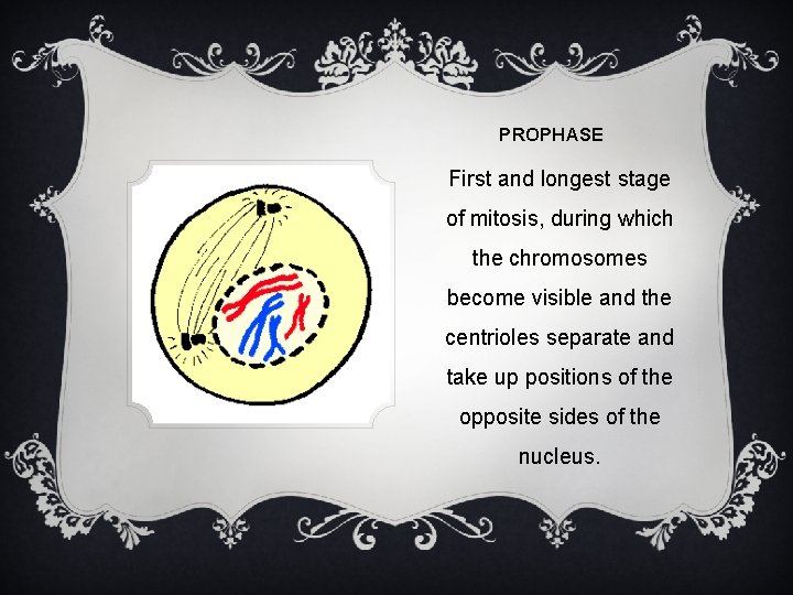 PROPHASE First and longest stage of mitosis, during which the chromosomes become visible and