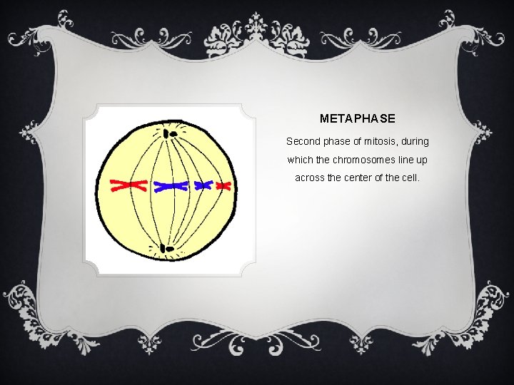 METAPHASE Second phase of mitosis, during which the chromosomes line up across the center