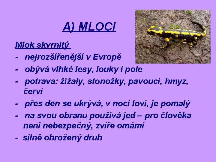 A) MLOCI Mlok skvrnitý - nejrozšířenější v Evropě - obývá vlhké lesy, louky i