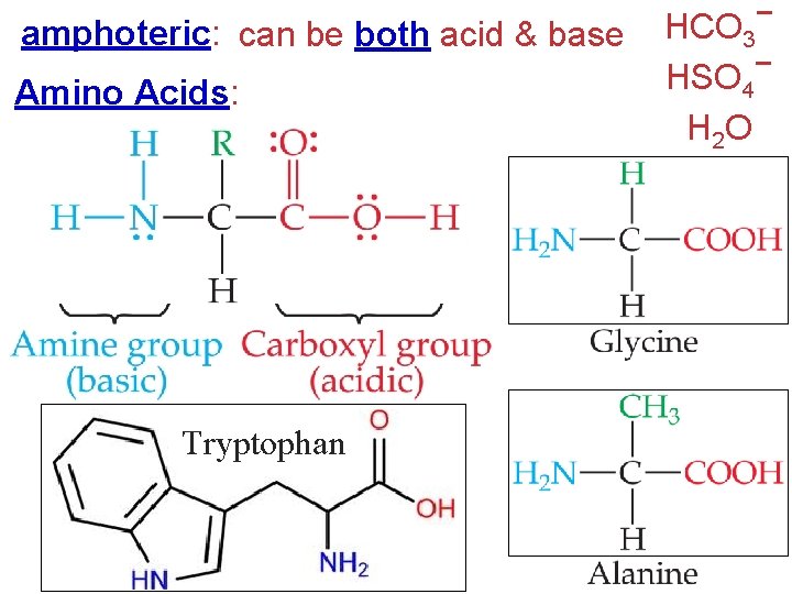 amphoteric: can be both acid & base Amino Acids: Tryptophan HCO 3− − HSO