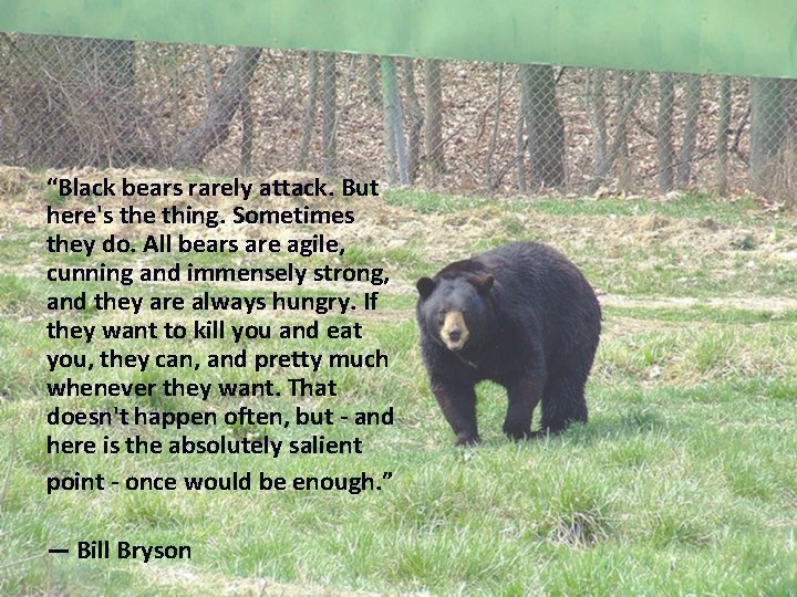 “Black bears rarely attack. But here's the thing. Sometimes they do. All bears are