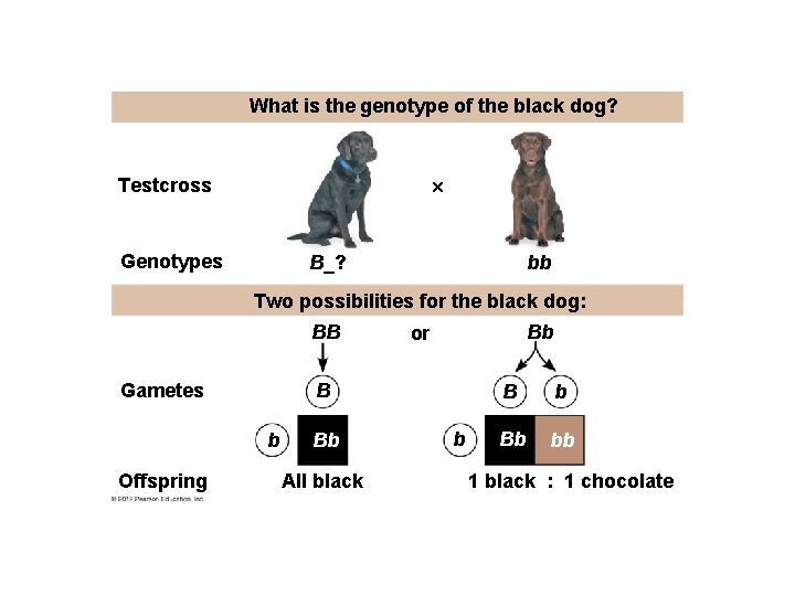 What is the genotype of the black dog? Testcross Genotypes B_? bb Two possibilities What is the genotype of the black dog? Testcross Genotypes B_? bb Two possibilities