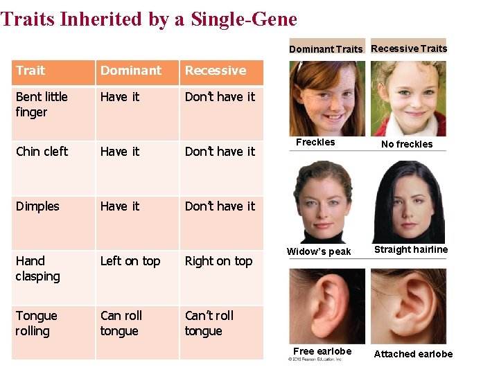 Traits Inherited by a Single-Gene Dominant Traits Recessive Traits Trait Dominant Recessive Bent little Traits Inherited by a Single-Gene Dominant Traits Recessive Traits Trait Dominant Recessive Bent little