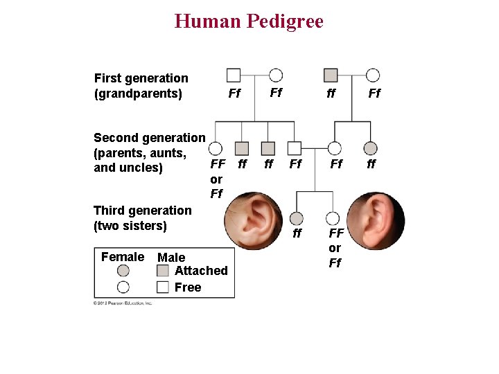 Human Pedigree First generation (grandparents) Ff Second generation (parents, aunts, FF and uncles) or Human Pedigree First generation (grandparents) Ff Second generation (parents, aunts, FF and uncles) or