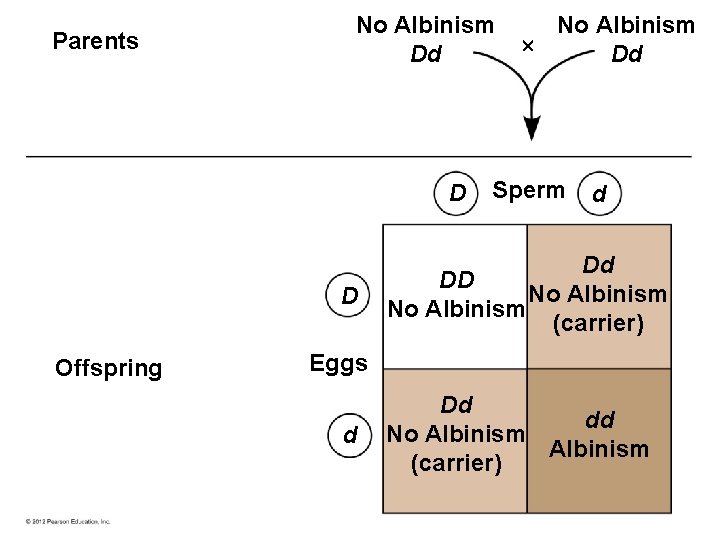 Parents No Albinism Dd D D Offspring No Albinism Dd Sperm d Dd DD Parents No Albinism Dd D D Offspring No Albinism Dd Sperm d Dd DD