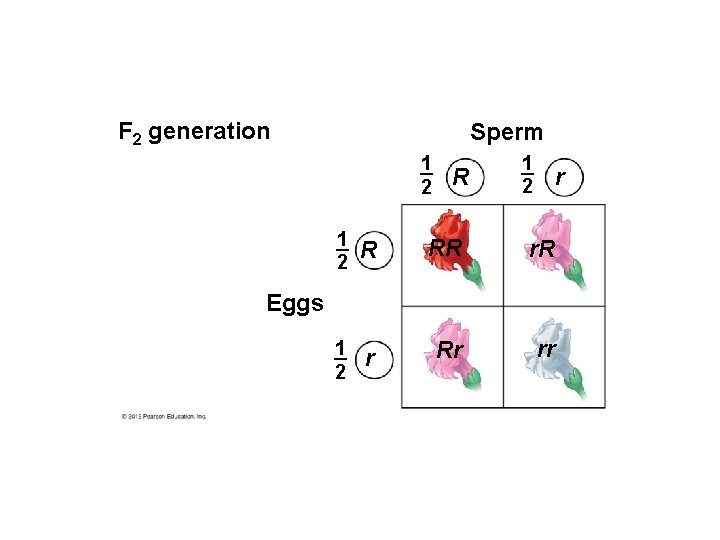 F 2 generation Sperm 1 2 R 1 2 r 1 2 R RR F 2 generation Sperm 1 2 R 1 2 r 1 2 R RR