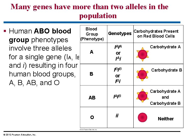 Many genes have more than two alleles in the population Blood Human ABO blood Many genes have more than two alleles in the population Blood Human ABO blood