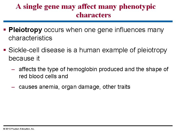 A single gene may affect many phenotypic characters Pleiotropy occurs when one gene influences A single gene may affect many phenotypic characters Pleiotropy occurs when one gene influences