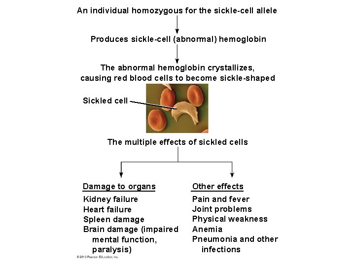 An individual homozygous for the sickle-cell allele Produces sickle-cell (abnormal) hemoglobin The abnormal hemoglobin An individual homozygous for the sickle-cell allele Produces sickle-cell (abnormal) hemoglobin The abnormal hemoglobin