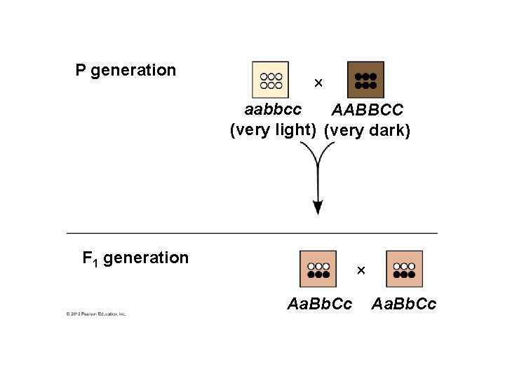 P generation aabbcc AABBCC (very light) (very dark) F 1 generation Aa. Bb. Cc P generation aabbcc AABBCC (very light) (very dark) F 1 generation Aa. Bb. Cc