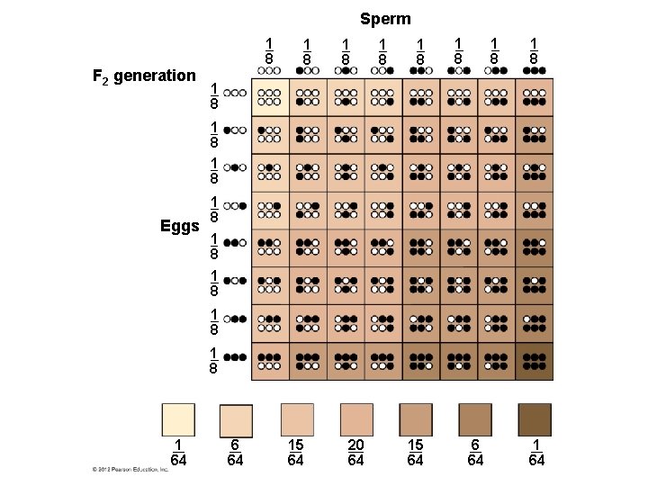 Sperm F 2 generation 1 8 1 8 1 8 Eggs 1 8 1 Sperm F 2 generation 1 8 1 8 1 8 Eggs 1 8 1