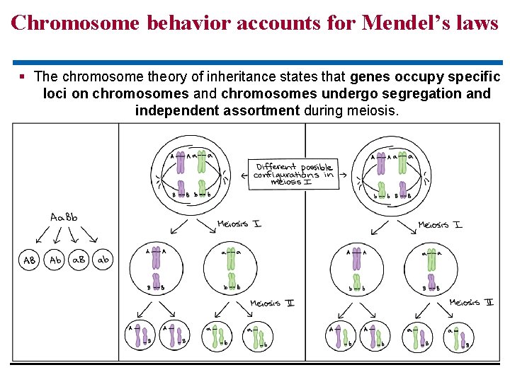 Chromosome behavior accounts for Mendel’s laws The chromosome theory of inheritance states that genes Chromosome behavior accounts for Mendel’s laws The chromosome theory of inheritance states that genes