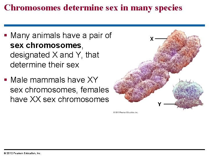 Chromosomes determine sex in many species Many animals have a pair of sex chromosomes, Chromosomes determine sex in many species Many animals have a pair of sex chromosomes,