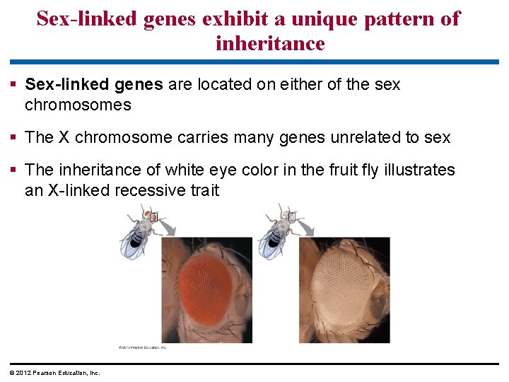 Sex-linked genes exhibit a unique pattern of inheritance Sex-linked genes are located on either Sex-linked genes exhibit a unique pattern of inheritance Sex-linked genes are located on either