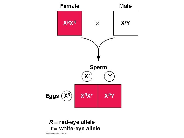 Female Male X RX R X r. Y Sperm Eggs XR Xr Y X Female Male X RX R X r. Y Sperm Eggs XR Xr Y X