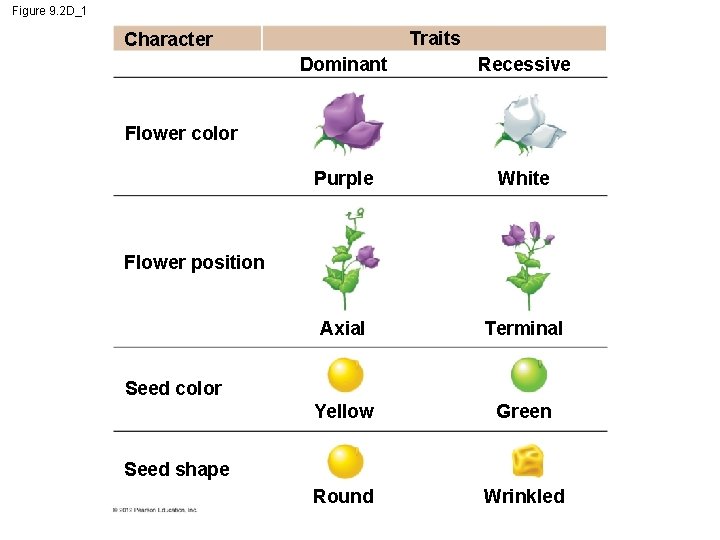 Figure 9. 2 D_1 Traits Character Dominant Recessive Purple White Axial Terminal Yellow Green Figure 9. 2 D_1 Traits Character Dominant Recessive Purple White Axial Terminal Yellow Green
