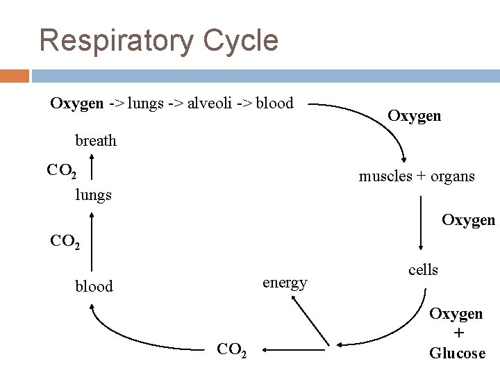 Respiratory Cycle Oxygen -> lungs -> alveoli -> blood Oxygen breath CO 2 lungs