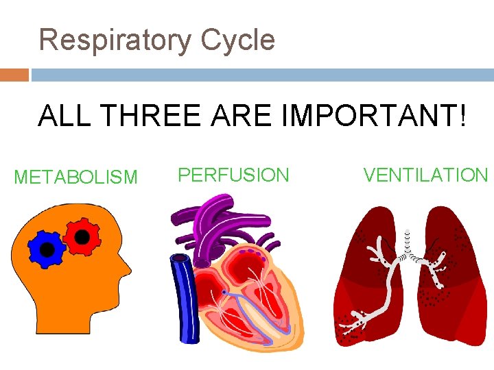 Respiratory Cycle ALL THREE ARE IMPORTANT! METABOLISM PERFUSION VENTILATION 