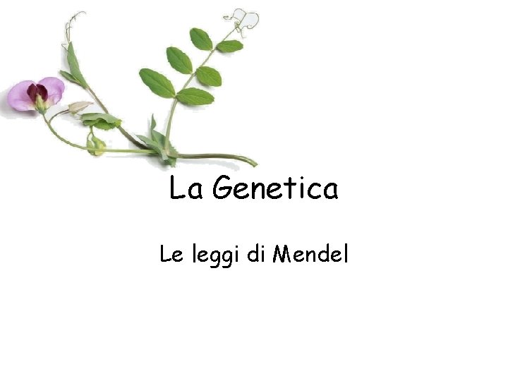 La Genetica Le leggi di Mendel 