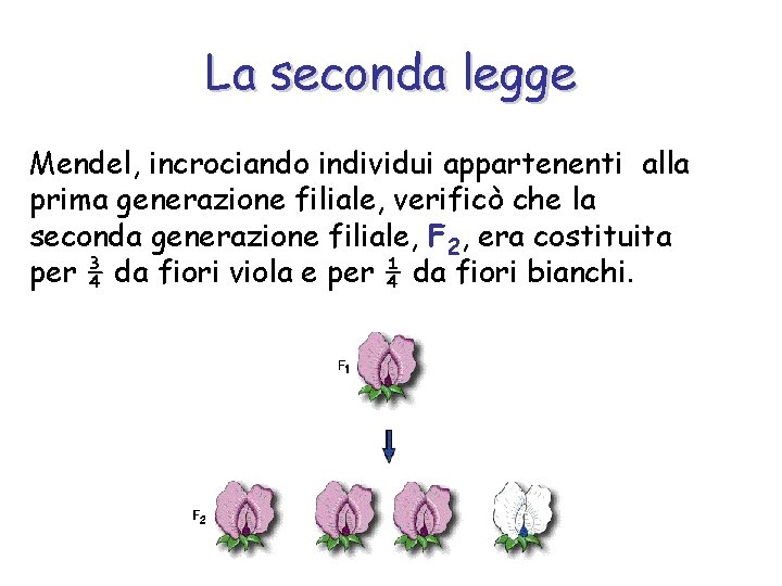 La seconda legge Mendel, incrociando individui appartenenti alla prima generazione filiale, verificò che la