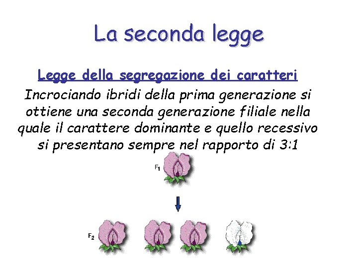 La seconda legge Legge della segregazione dei caratteri Incrociando ibridi della prima generazione si