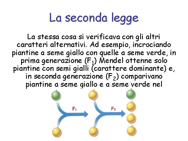 La seconda legge La stessa cosa si verificava con gli altri caratteri alternativi. Ad