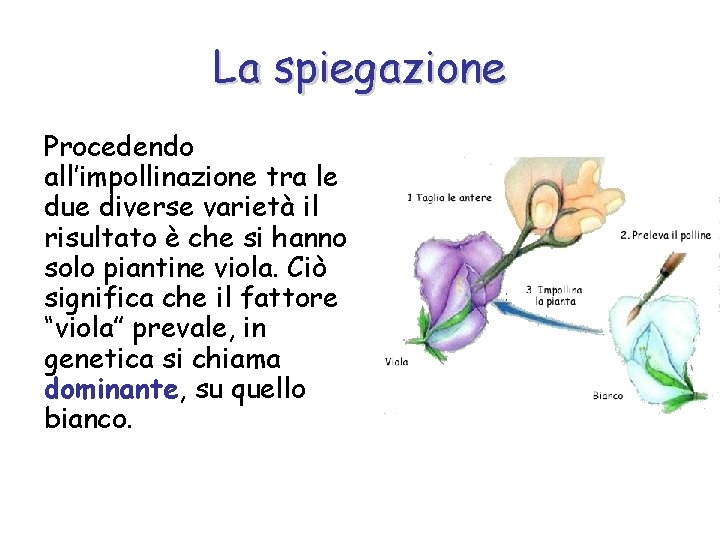 La spiegazione Procedendo all’impollinazione tra le due diverse varietà il risultato è che si