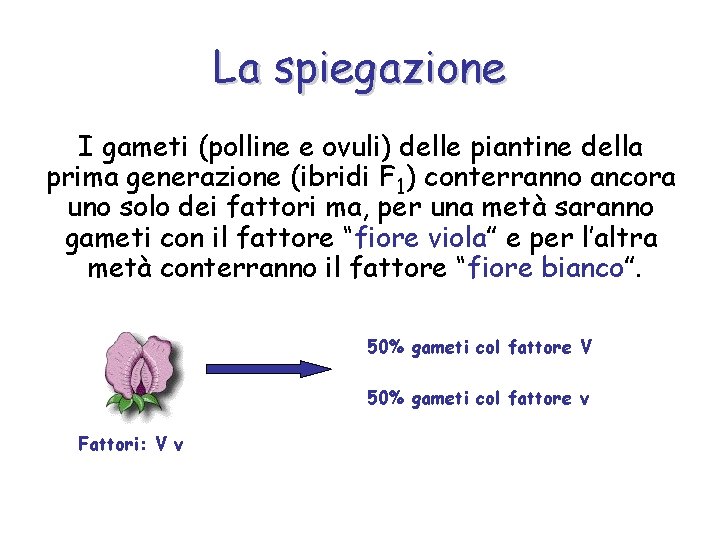 La spiegazione I gameti (polline e ovuli) delle piantine della prima generazione (ibridi F